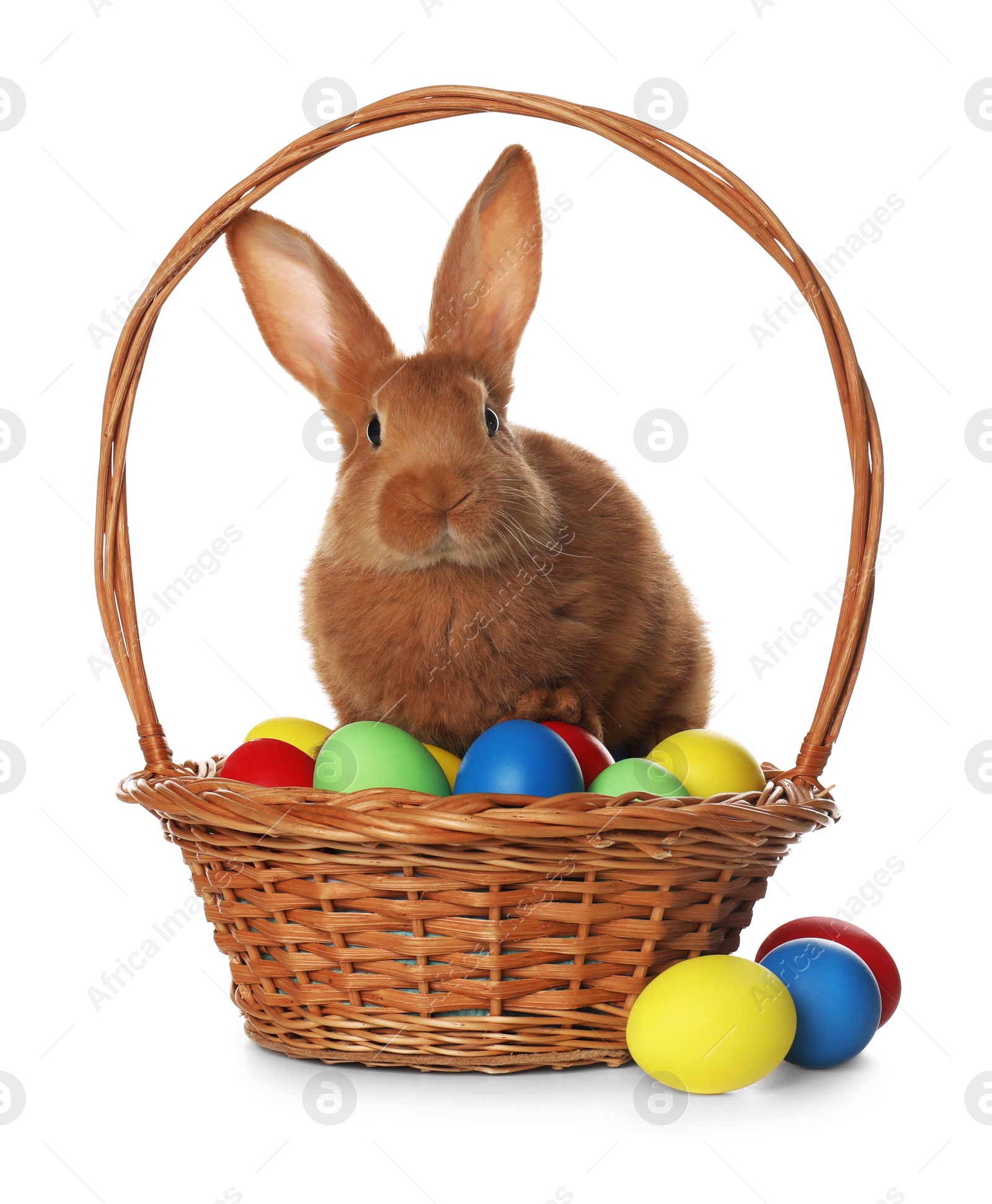 Photo of Adorable furry Easter bunny in wicker basket with dyed eggs on white background