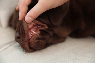 Woman checking dog's teeth on light background, closeup. Pet care