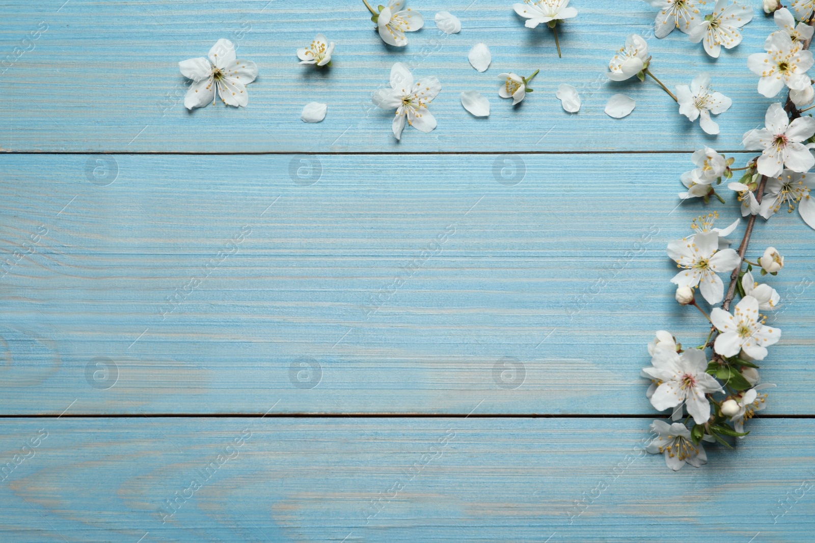 Photo of Blossoming spring tree branch and flowers as border on light blue wooden background, flat lay. Space for text