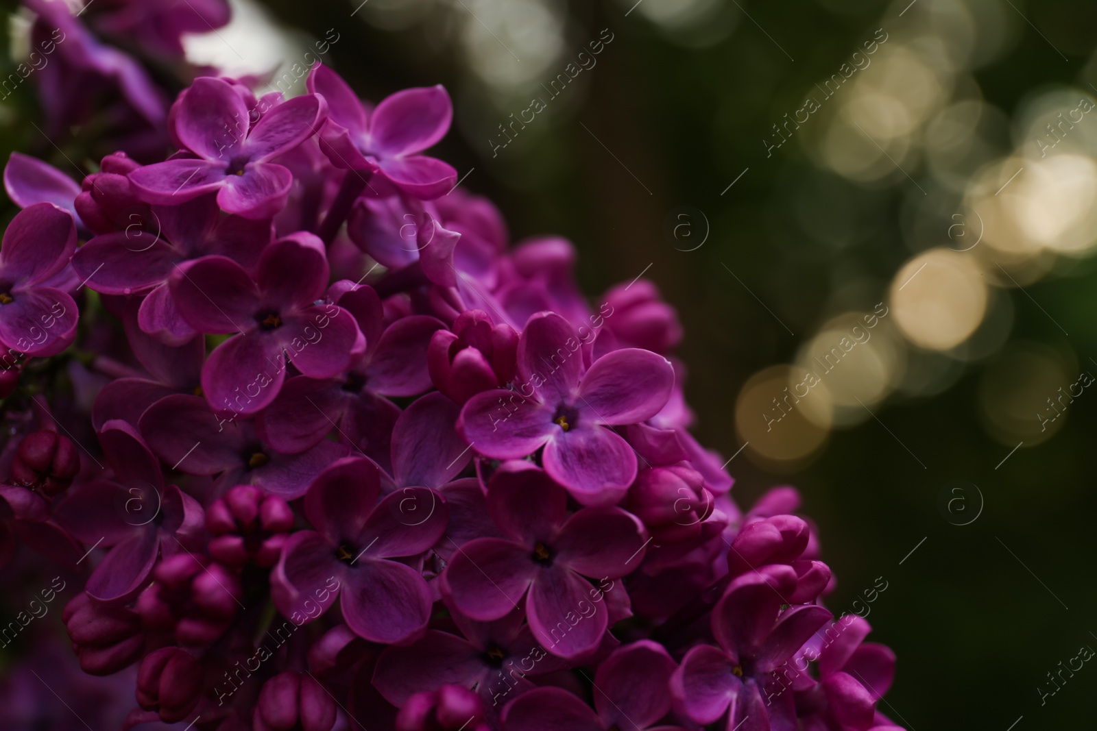 Photo of Beautiful lilac flowers on blurred background, closeup