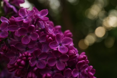 Photo of Beautiful lilac flowers on blurred background, closeup