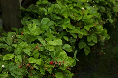 Wild strawberry bushes with berries growing on farm, space for text