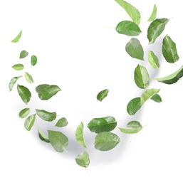 Many green leaves moving by gust wind on white background