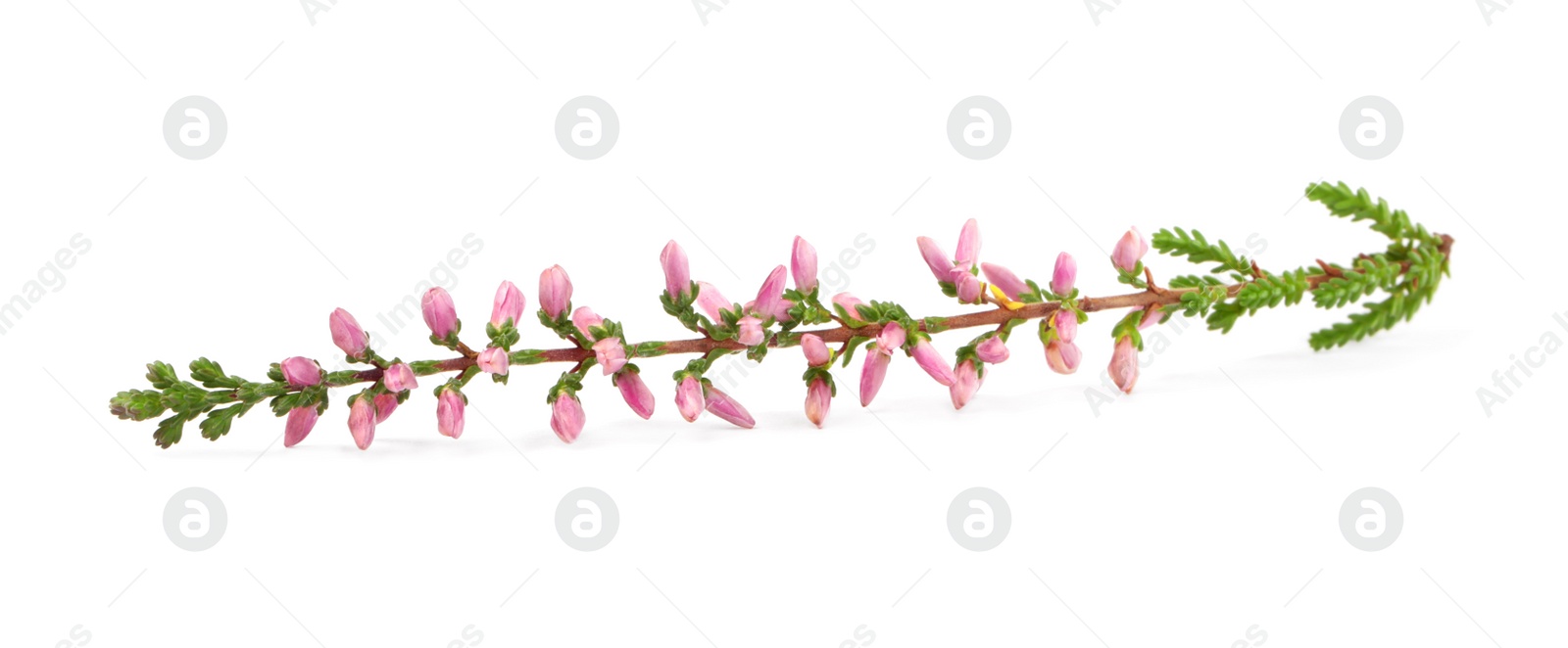 Photo of Sprig of heather with beautiful flowers isolated on white