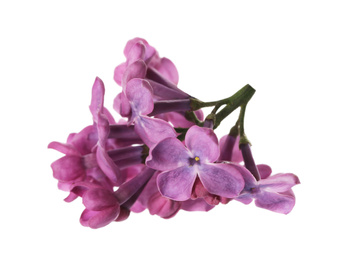 Photo of Beautiful purple lilac blossom isolated on white