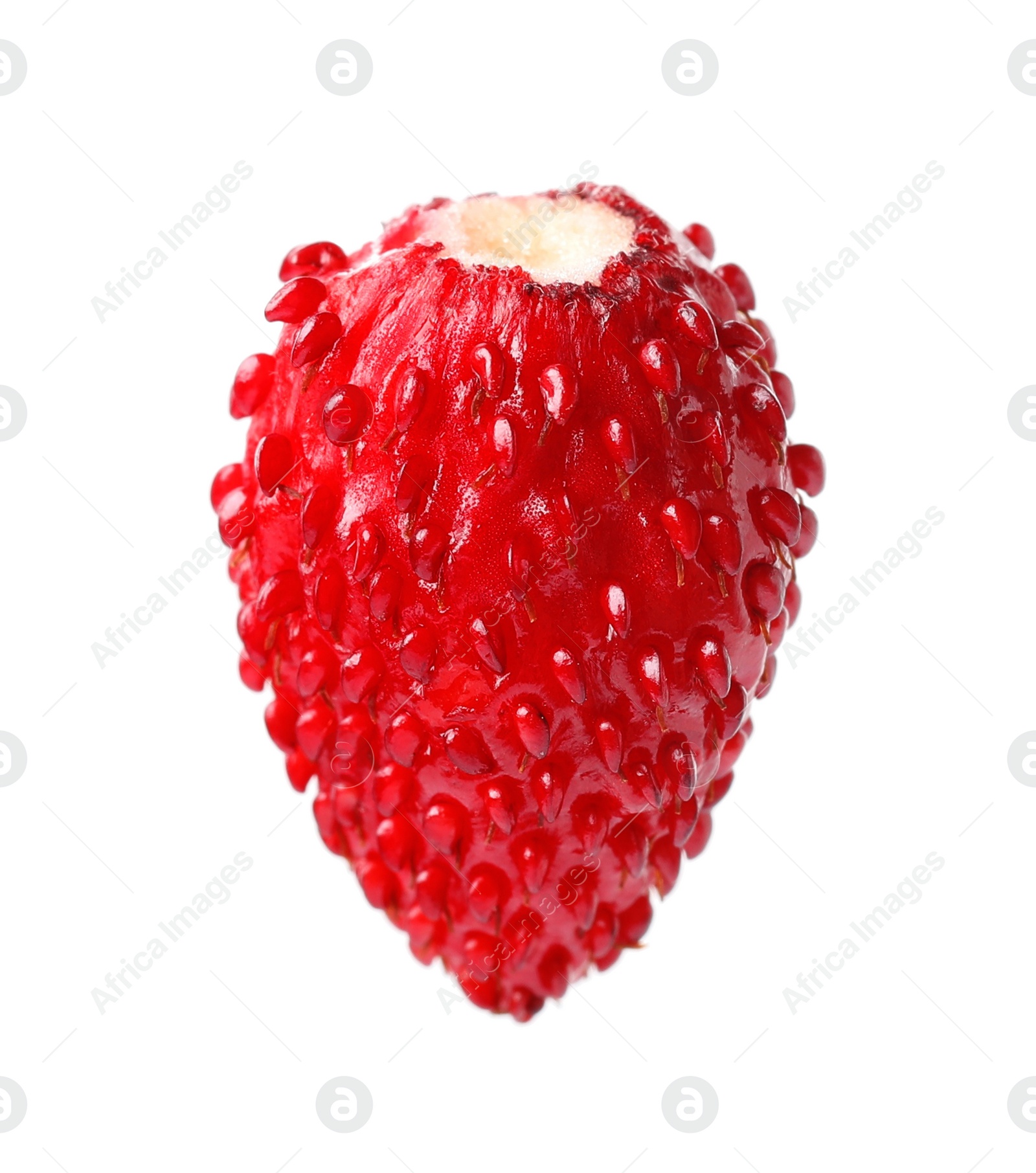 Photo of One ripe wild strawberry isolated on white