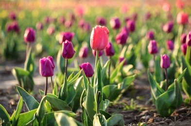 Photo of Closeup view of fresh beautiful tulips on field, space for text. Blooming spring flowers