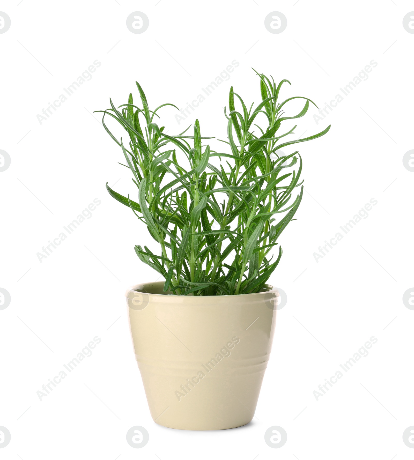 Photo of Pot with fresh rosemary on white background