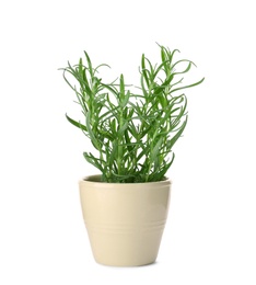 Pot with fresh rosemary on white background