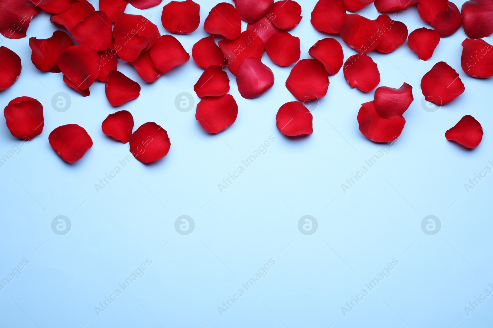 Photo of Beautiful red rose flower petals on light blue background, flat lay. Space for text