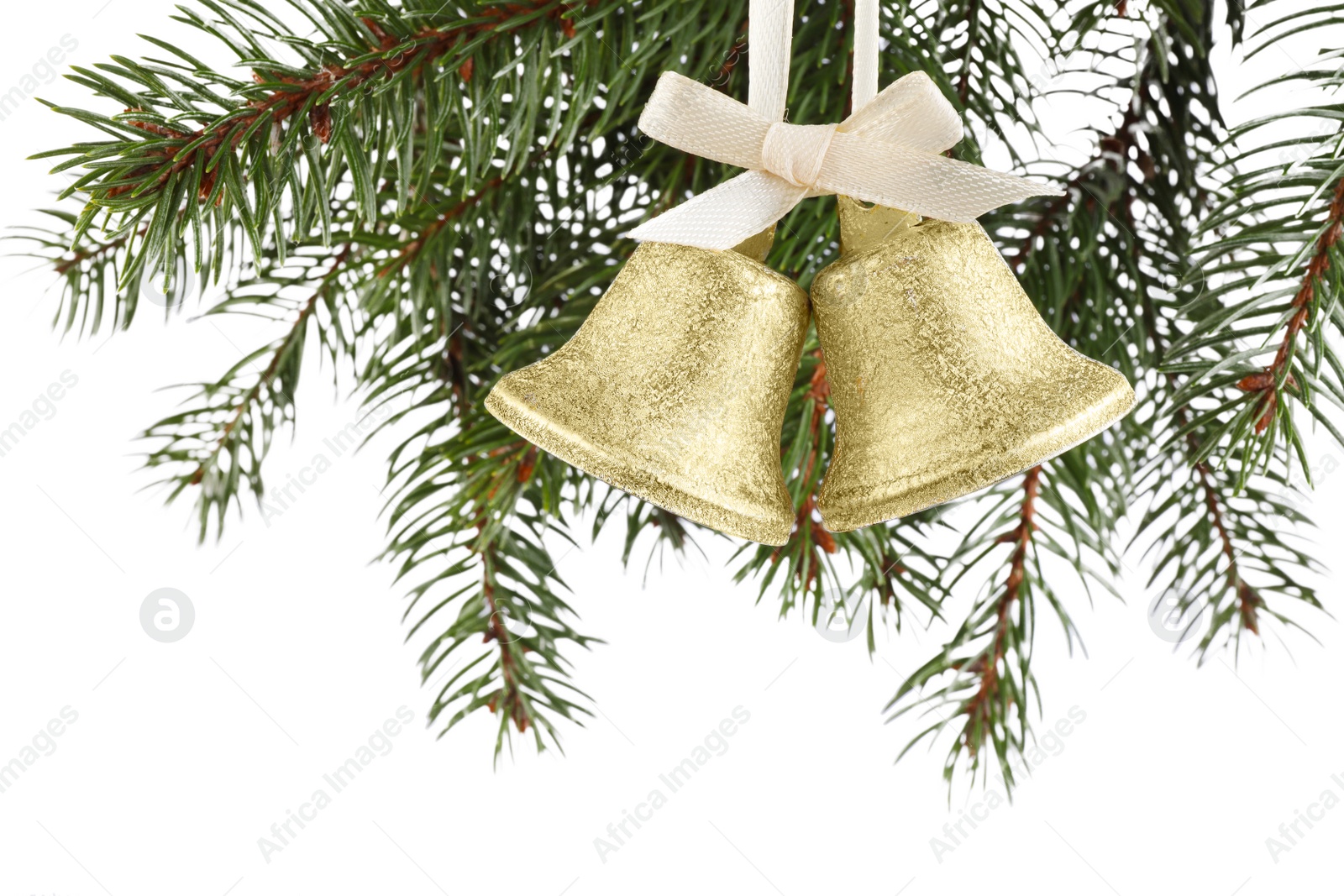 Photo of Christmas bells with bow hanging on fir tree branch against white background