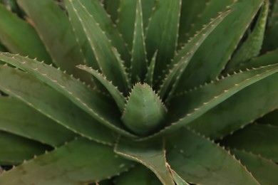 Photo of Aloe vera growing outdoors, closeup. Succulent plant