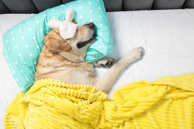 Cute Labrador Retriever with sleep mask under blanket resting on bed, top view
