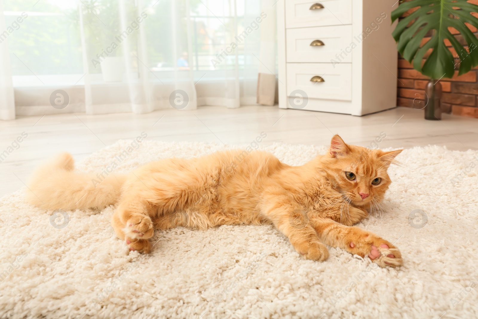 Photo of Cute cat lying on rug at home