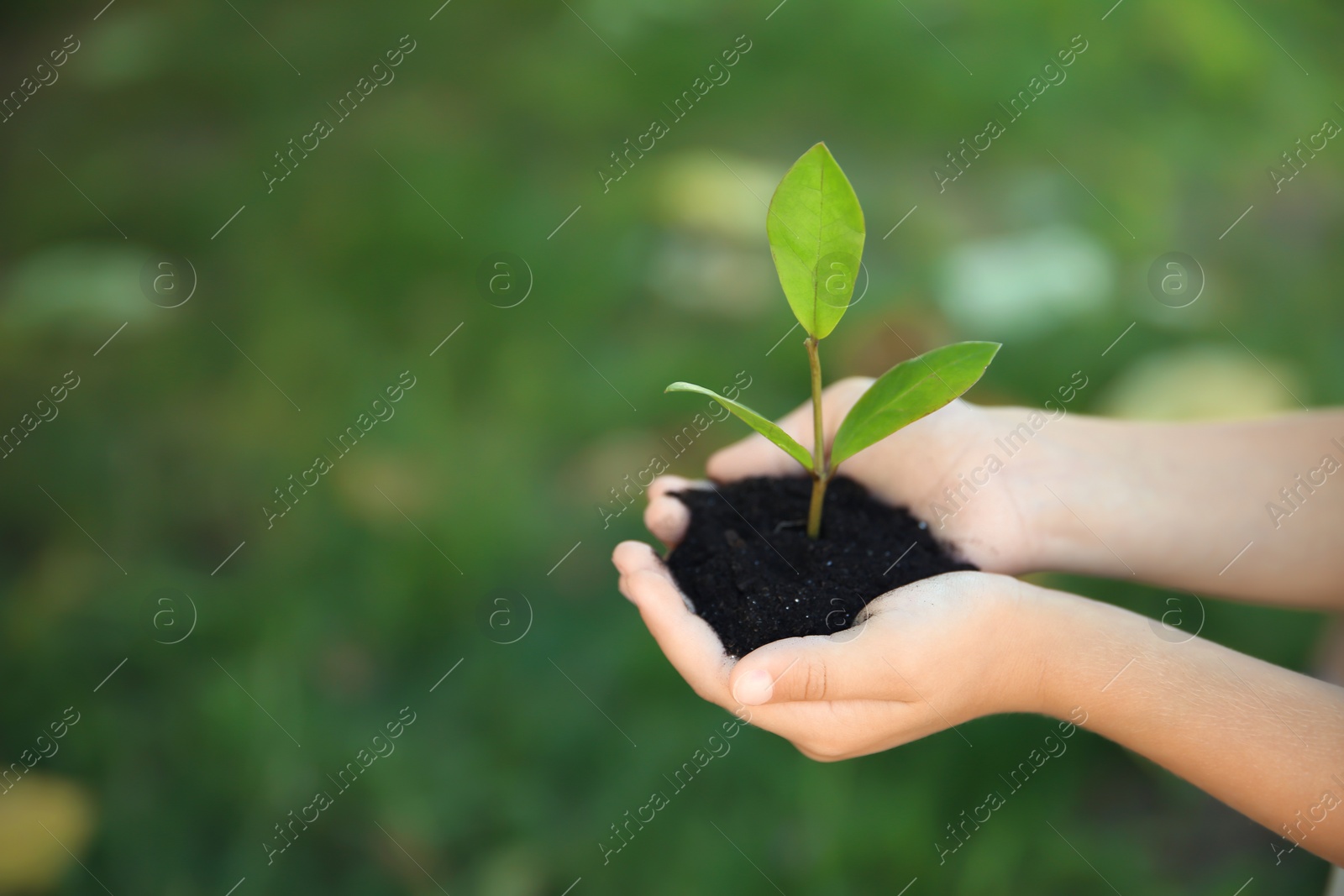 Photo of Child holding soil with green plant in hands on blurred background