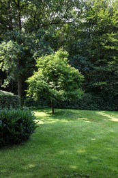 Photo of Beautiful lawn with green grass and bushes outdoors