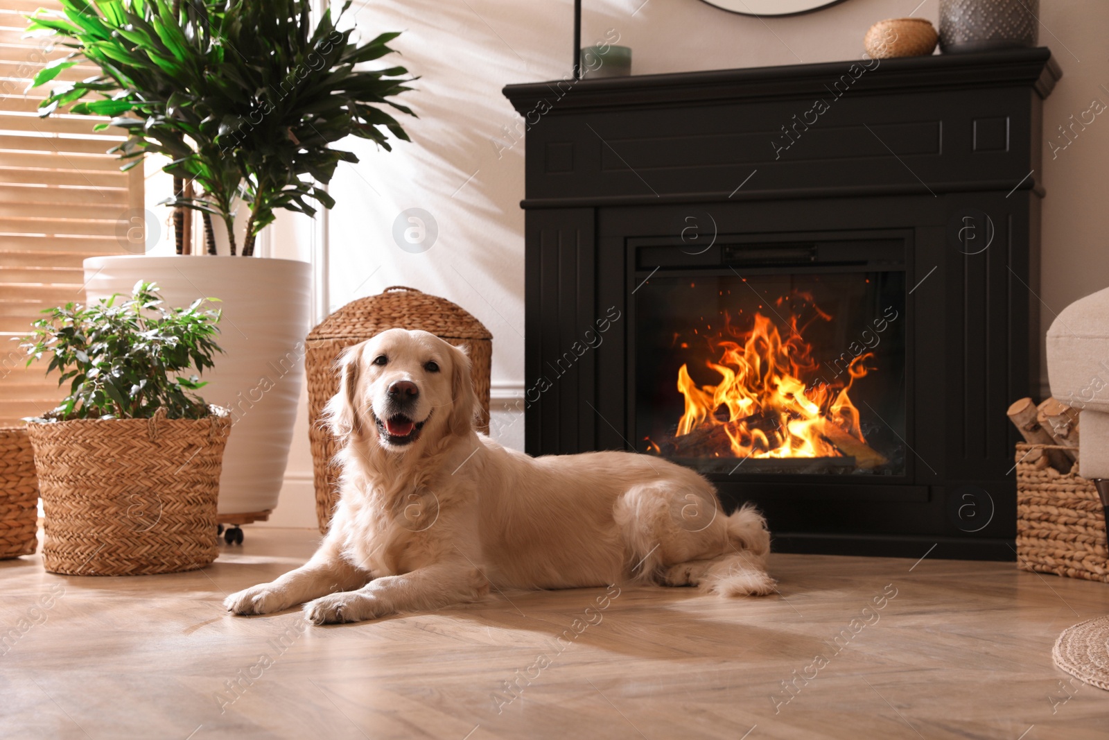 Photo of Adorable Golden Retriever dog on floor near electric fireplace indoors