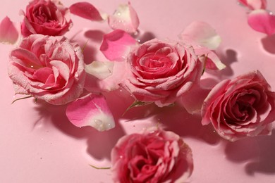 Beautiful roses and petals in water on pink background, closeup