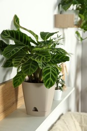 Photo of Calathea zebrina plant in pot on white wooden shelf indoors. House decor