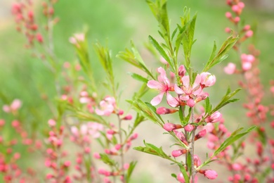 Photo of Bush twigs with beautiful blossoms on spring day