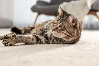 Photo of Tabby cat on floor in living room