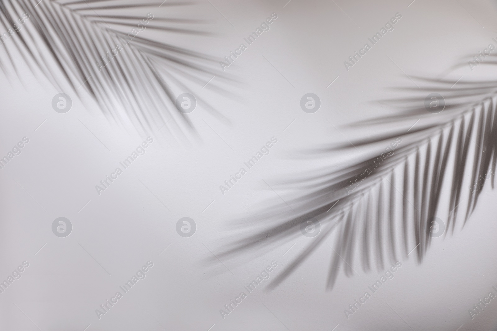 Photo of Shadows of tropical palm branches on white wall. Space for text