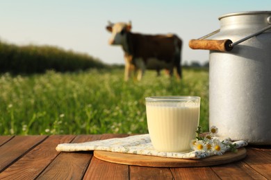 Photo of Milk with camomiles on wooden table and cow grazing in meadow