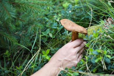 Photo of Woman picking mushrooms in forest on summer day, closeup