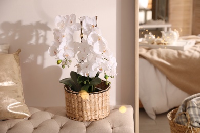 Photo of Beautiful potted white orchids in room. Interior design
