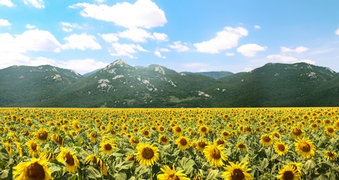 Sunflower field near mountains under blue sky with clouds. Banner design 
