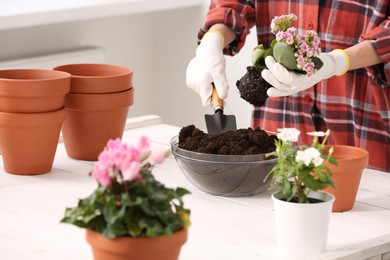 Photo of Transplanting houseplants. Woman with trowel, flowers and empty pots at white table indoors, closeup