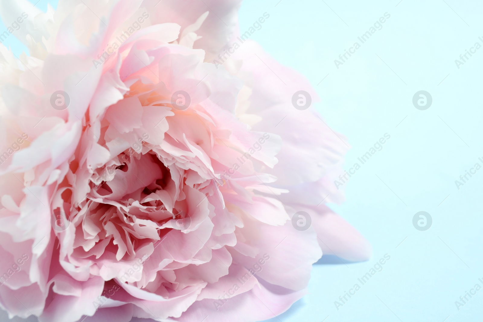 Photo of Beautiful pink peony on light blue background, closeup