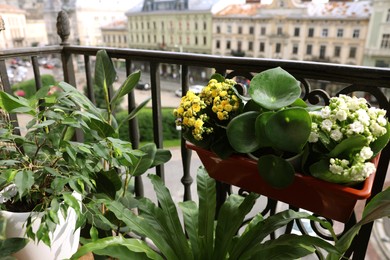 Photo of Many different beautiful plants in pots on balcony