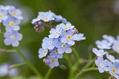 Beautiful forget-me-not flowers growing outdoors, closeup. Spring season