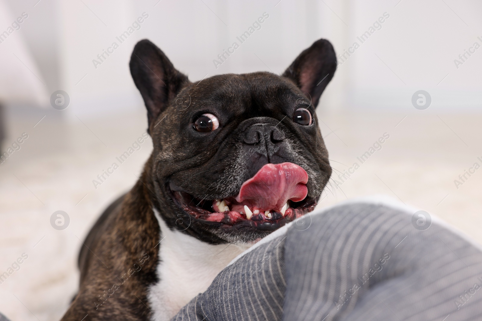 Photo of Adorable French Bulldog in room. Lovely pet