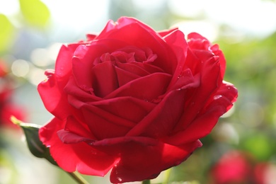 Photo of Closeup view of beautiful blooming rose against blurred background