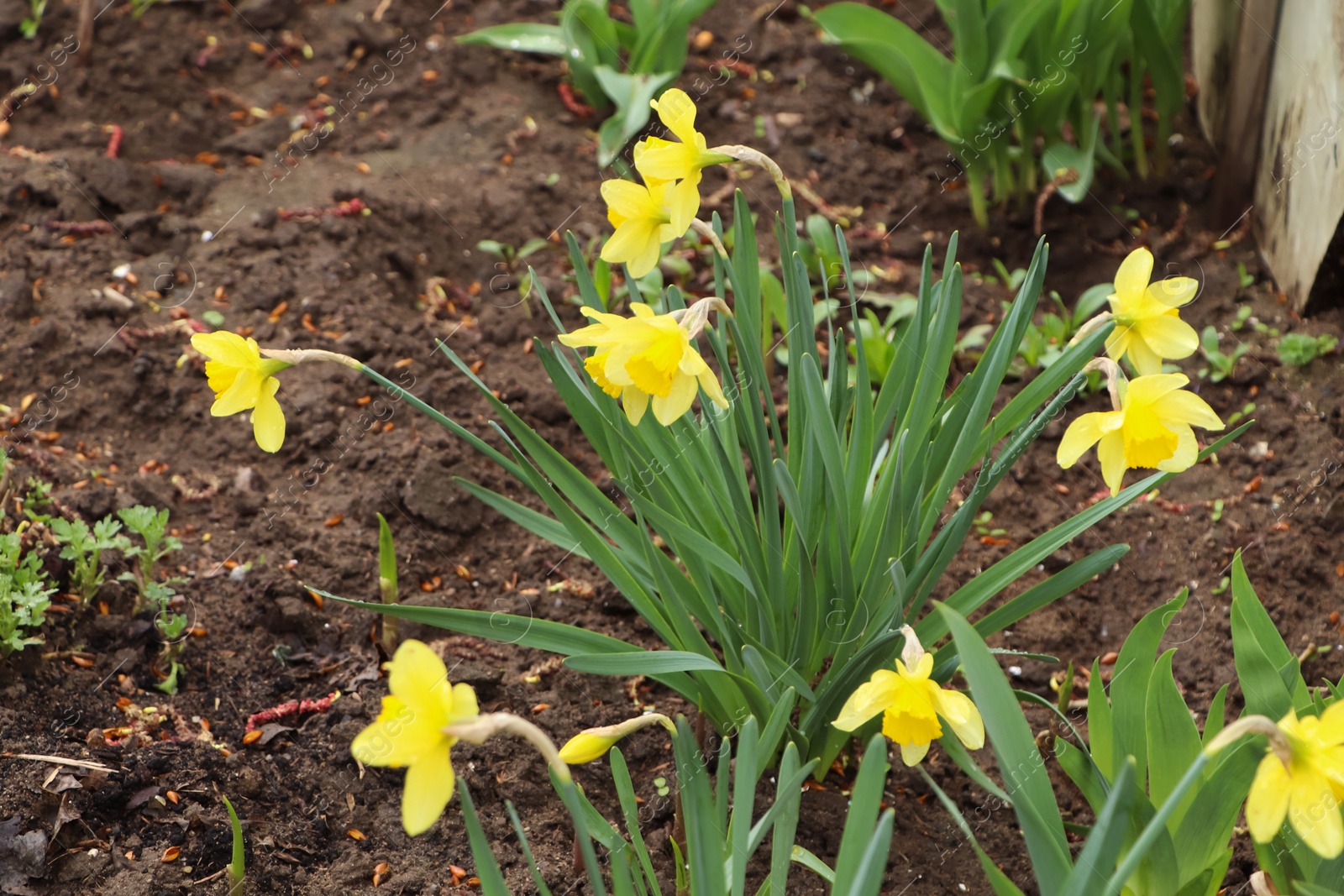 Photo of Beautiful blooming daffodils outdoors on spring day