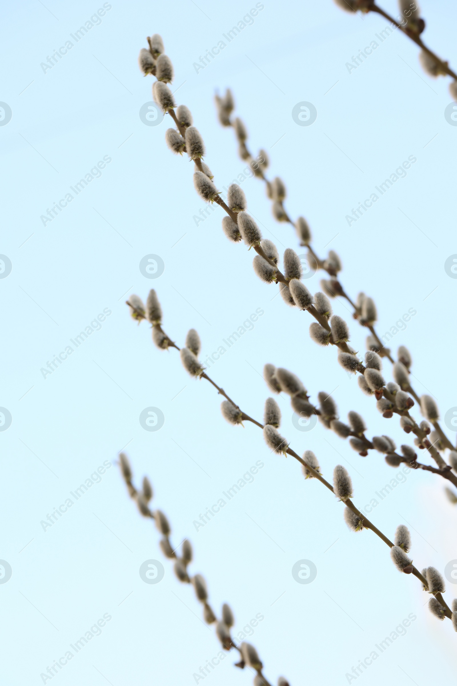 Photo of Beautiful fluffy catkins on willow tree against blue sky, closeup