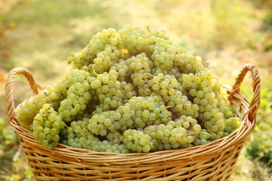 Wicker basket with fresh ripe grapes in vineyard, closeup