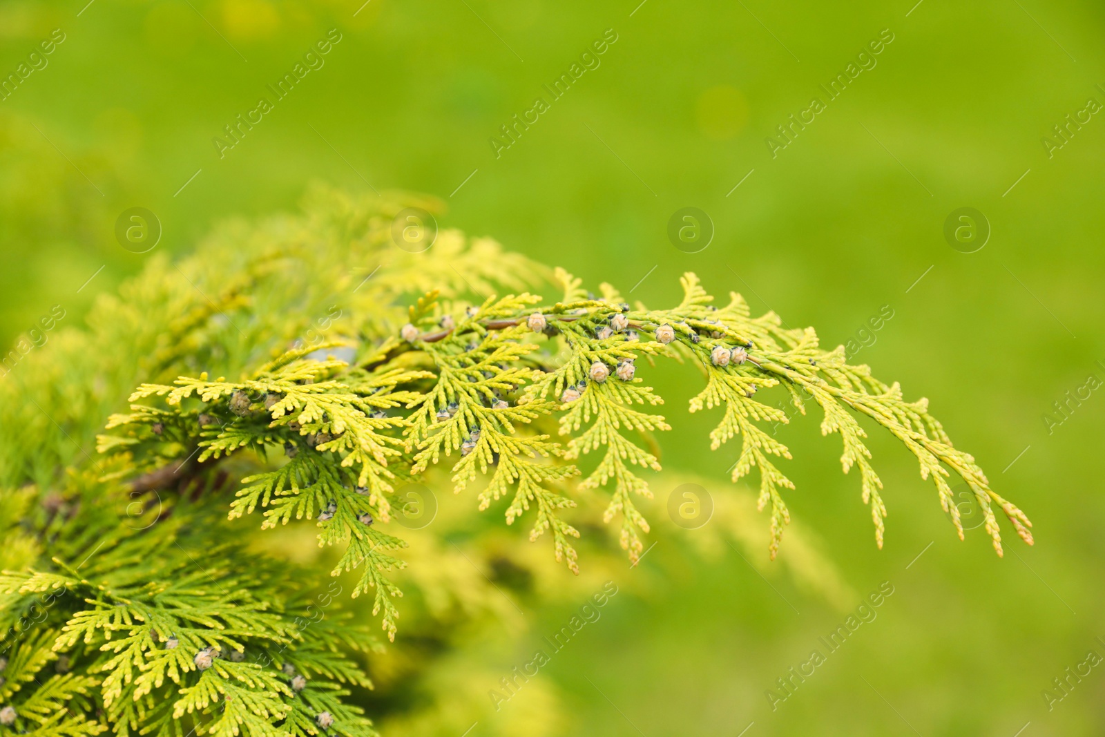 Photo of Green branches of beautiful thuja tree outdoors, closeup