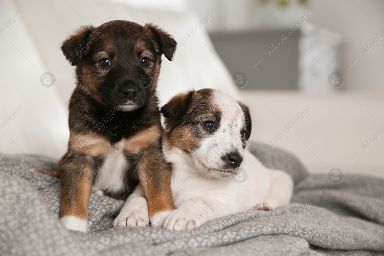 Photo of Cute little puppies on grey plaid indoors