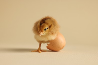 Photo of Cute chick and piece of eggshell on beige background, closeup. Baby animal