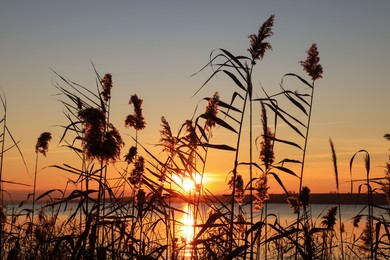 Photo of Beautiful reed plants near river at sunset