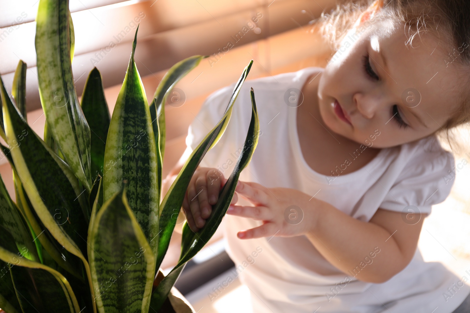 Photo of Little girl playing with houseplant at home, closeup