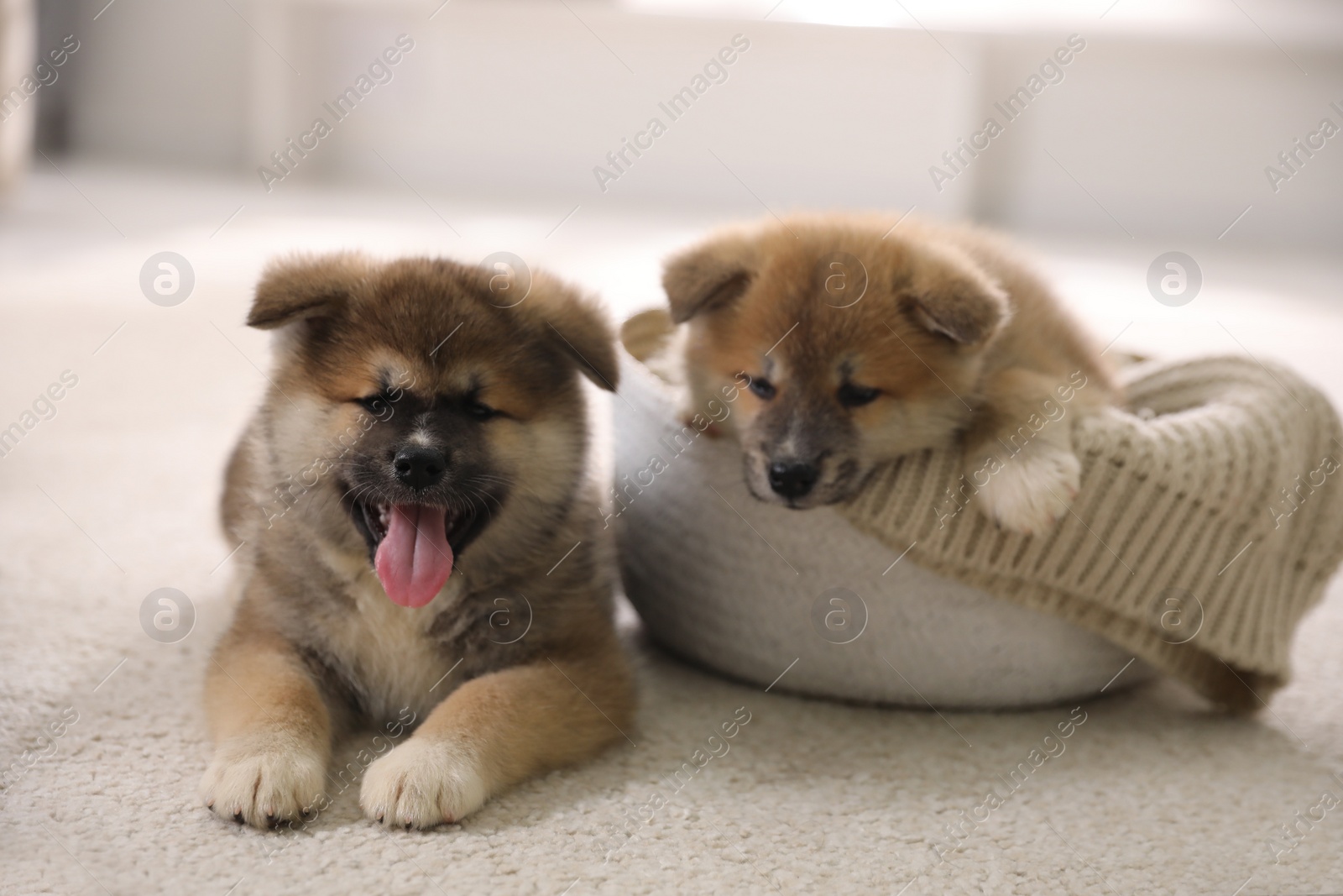 Photo of Adorable Akita Inu puppies on carpet indoors