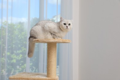 Adorable white British Shorthair cat on pet tree at home