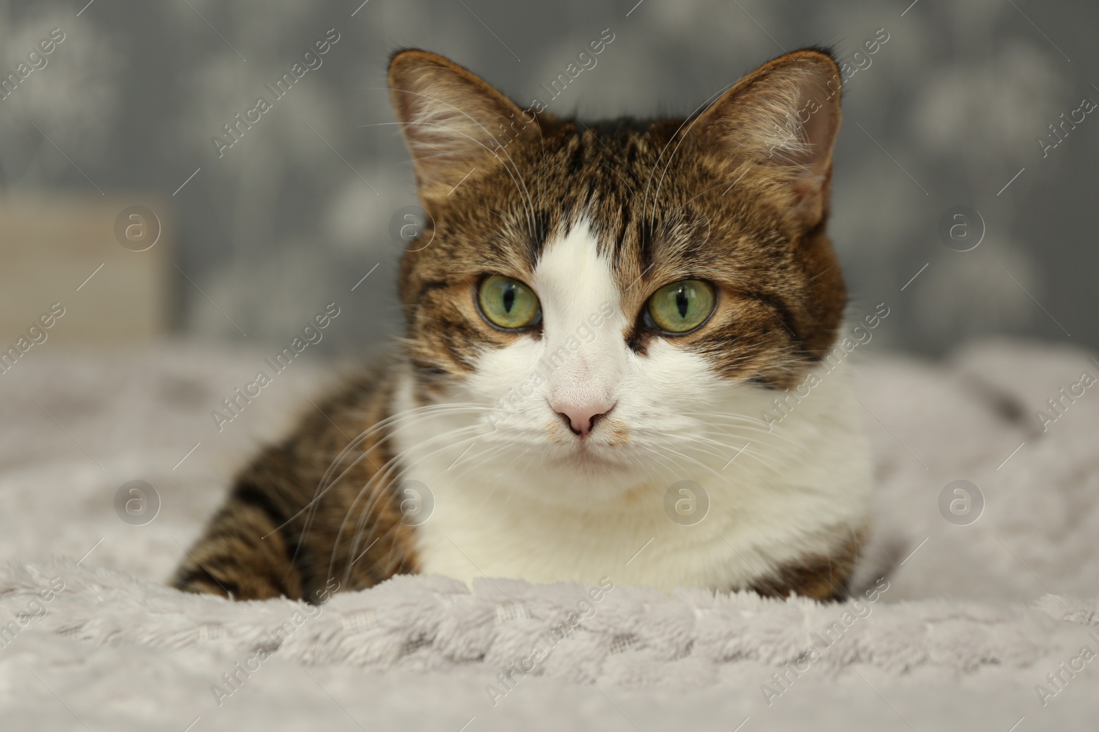 Photo of Cute pet. Cat with green eyes on soft blanket at home