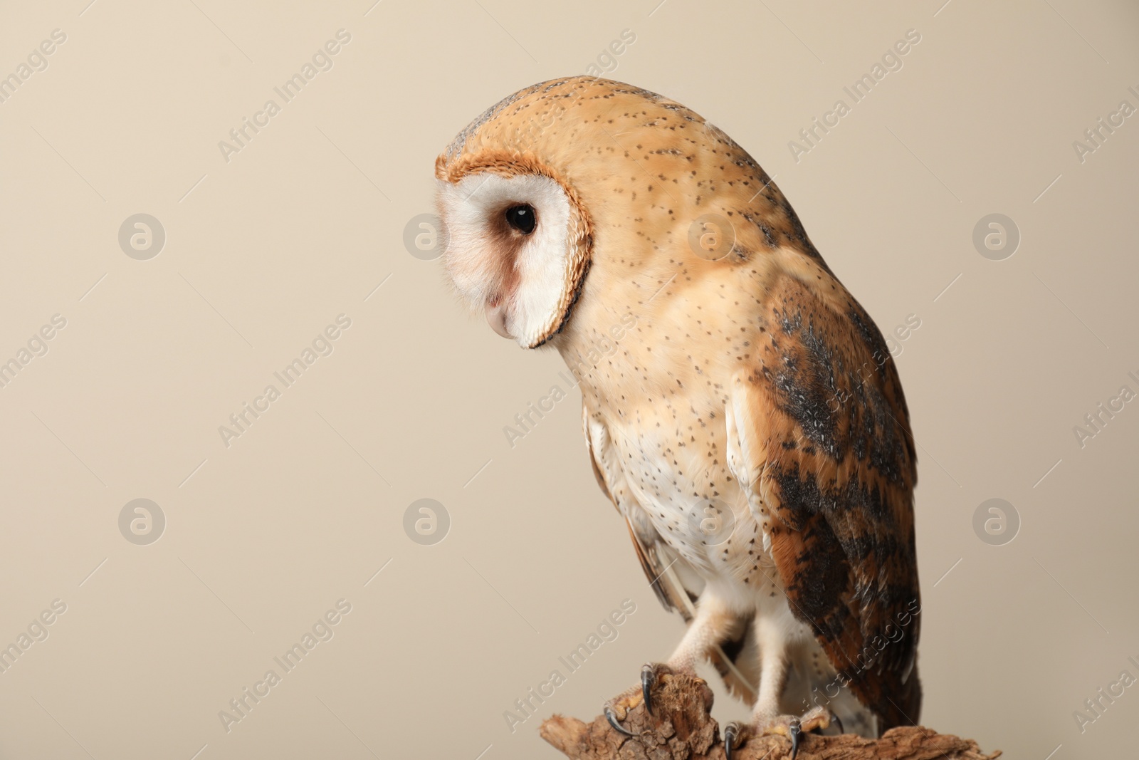 Photo of Beautiful common barn owl on twig against beige background. Space for text