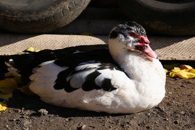 Photo of Beautiful Muscovy duck in farmyard on sunny day. Rural life