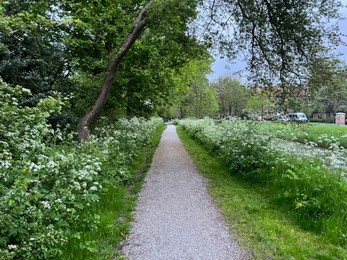 Pathway and plants near canal outdoors on spring day